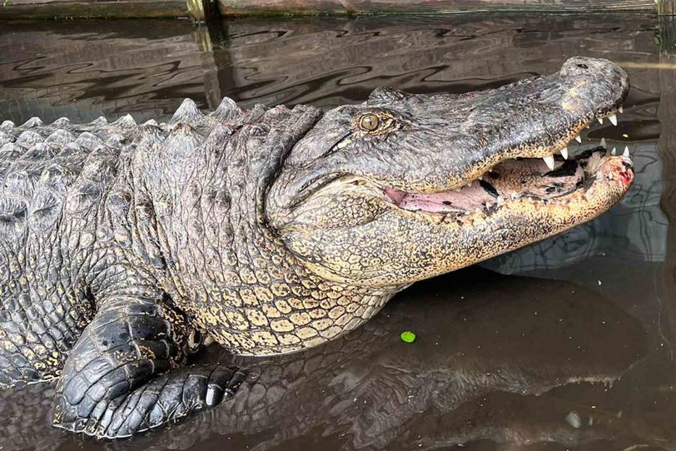 <p>Croc Encounters/Facebook</p> "Coca-Cola" the 450-pound alligator.
