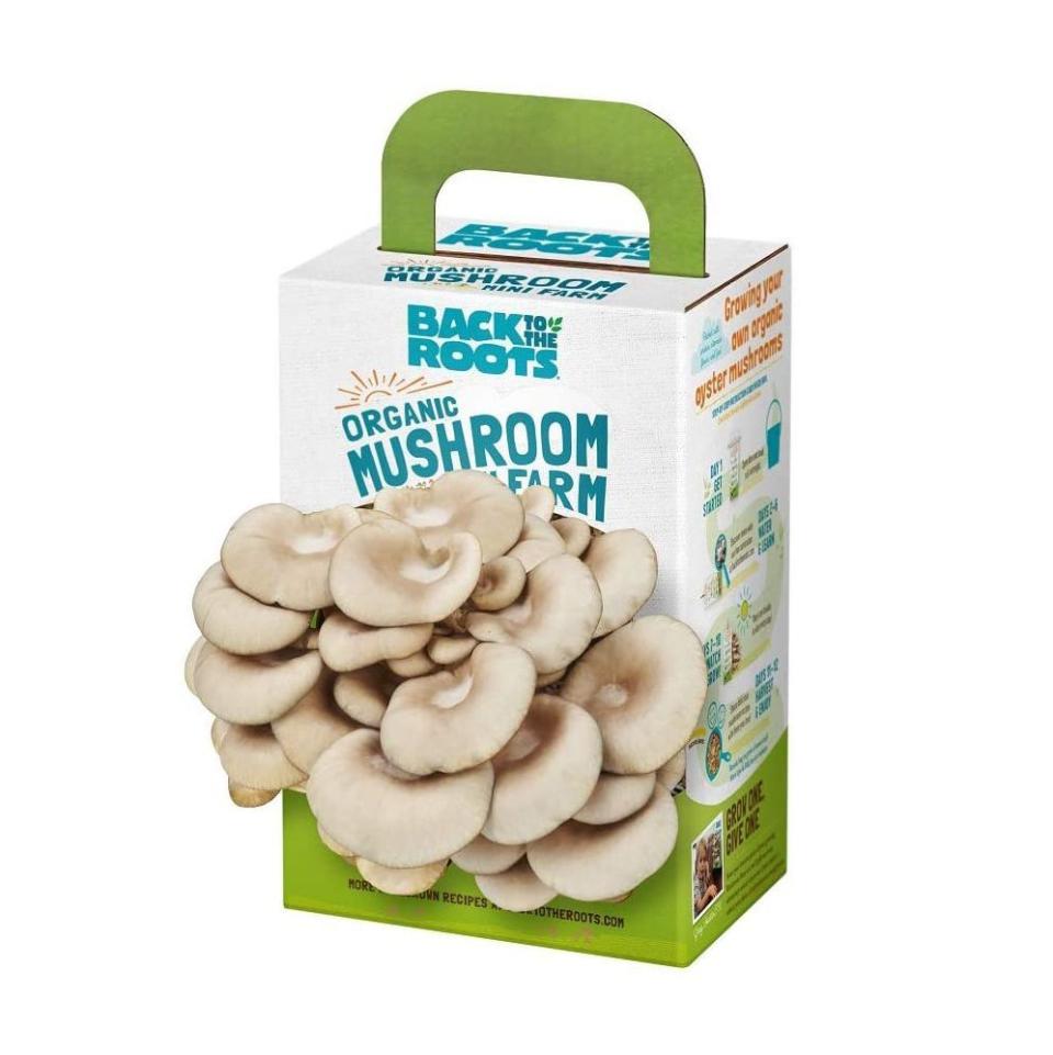 49) Back to the Roots Mushroom Grow Kit