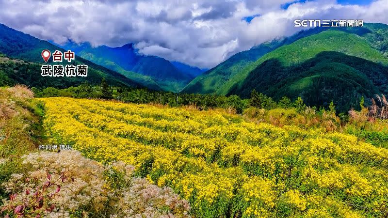 台中武陵農場高山杭菊盛開。（圖／許釗滂提供）