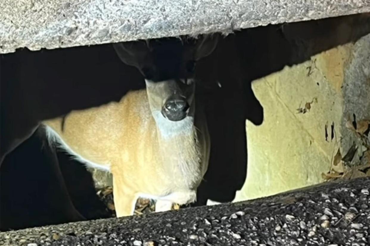 deer trapped in sewer
