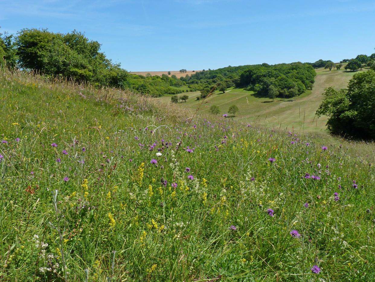 Wildflowers