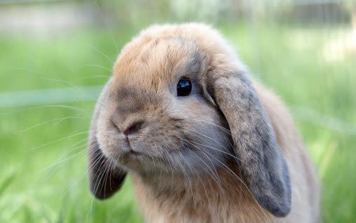 Domestic rabbits often lead miserable, disease-ridden lives because owners wrongly believe they need minimal care - tirc83