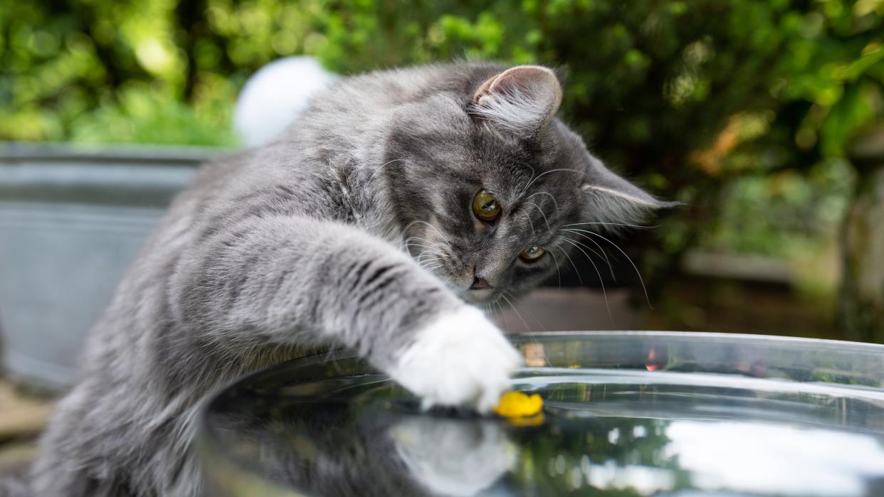  Maine coon cat pawing at water bowl in garden. 