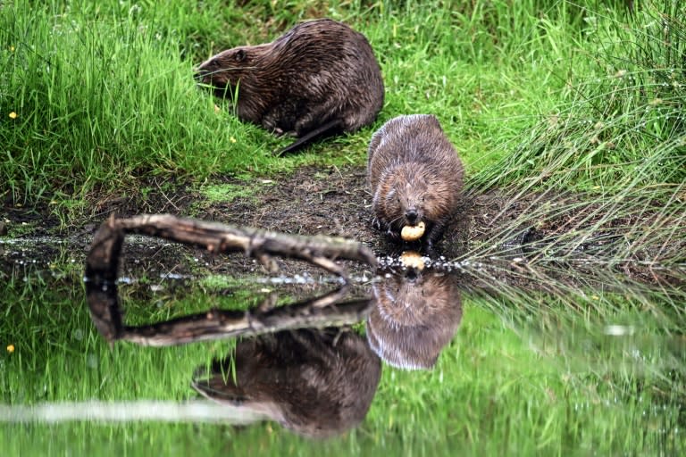 Un couple de castors près d'un d'un de ses barrages près de Doune, en Ecosse, le 16 juin 2024. (Andy Buchanan)