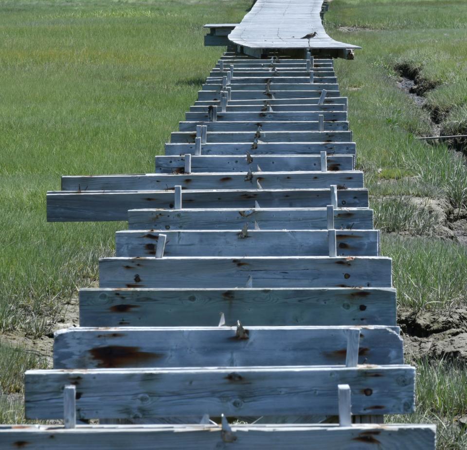 A willet makes it to the end of the walkway June 21 as it takes up a position on the Sandwich Boardwalk, which is awaiting repairs after last year's storms. Steve Heaslip/Cape Cod Times