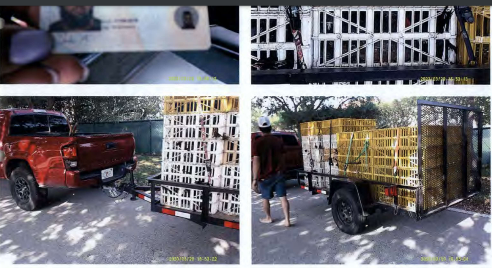 Una citación para el trampero privado en Coral Reef Park incluía estas fotos, fechadas el 29 de marzo, de aves enjauladas enganchadas a una camioneta roja.