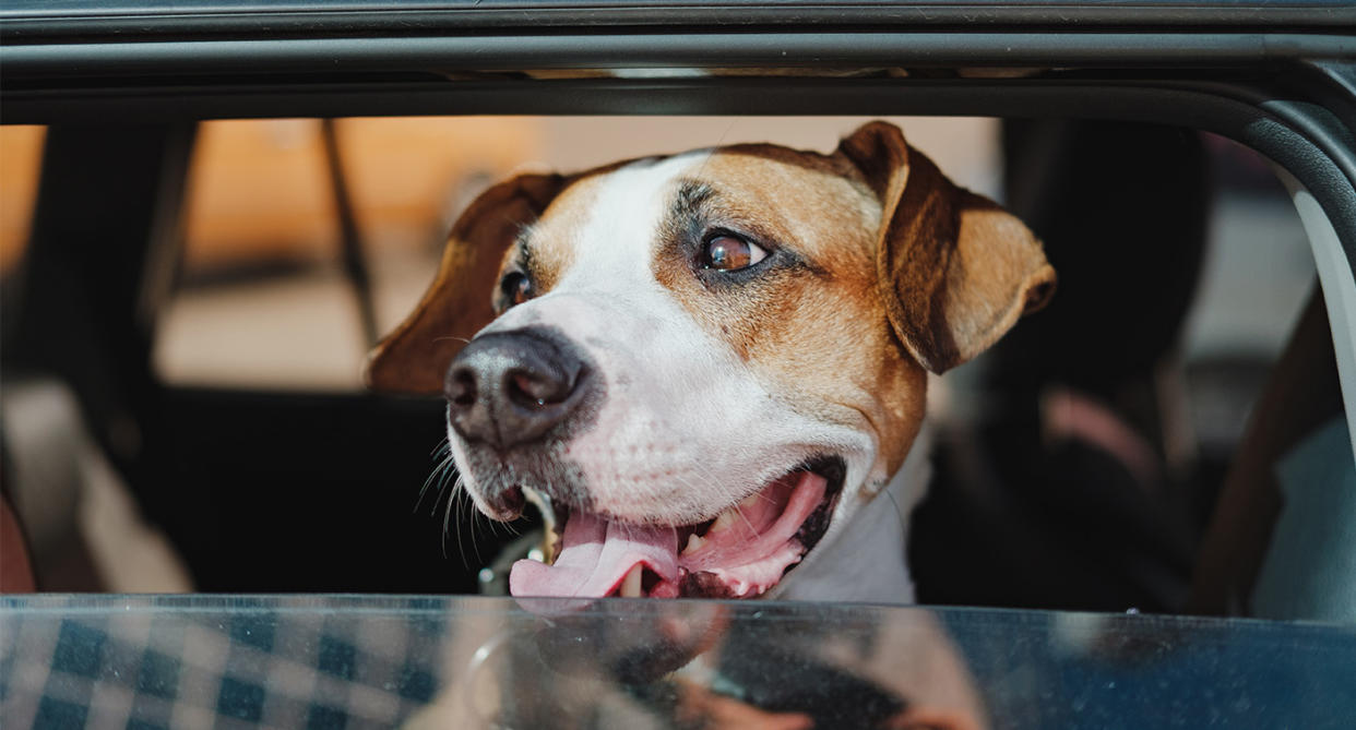 Dog overheating in car in summer. (Getty Images)