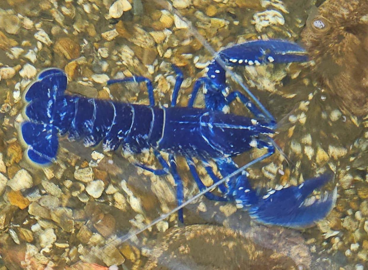 A rare blue lobster was discovered in a lobster trap off the coast of a fishing village in southern Cornwall in England. / Credit: Peter Spencer