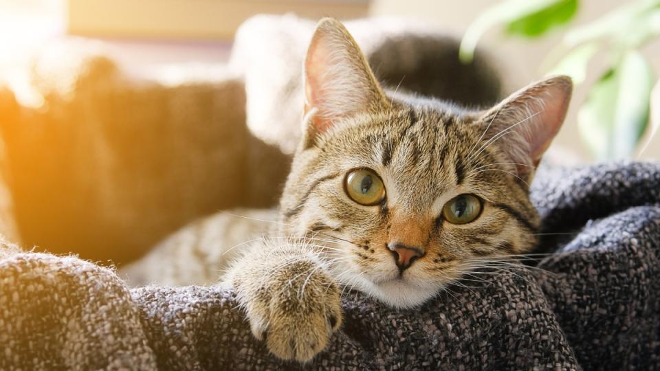 Striped cat staring at camera