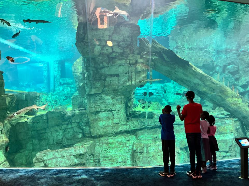 Visitors look for fish at one of Discovery World's aquariums.