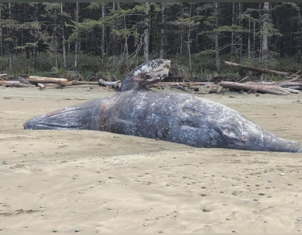 This grey whale was found dead on a beach on the northwest coast of Vancouver Island in April. (CHEK News - image credit)