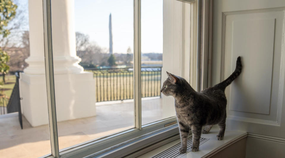 The Bidens introduced their new cat, a 2-year-old Tabby named Willow, to the world on Friday, January 28, 2022. / Credit: The White House