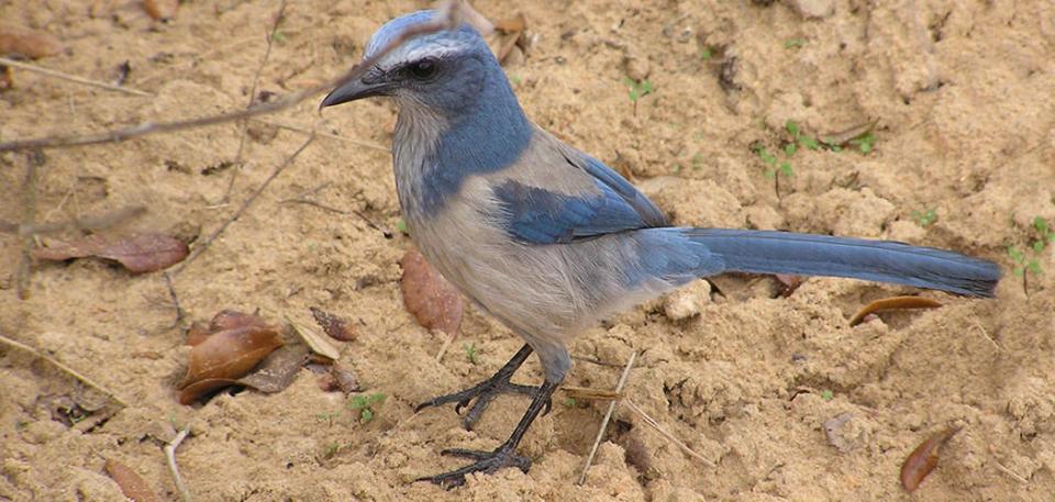 If you're lucky, you might see the Florida Scrub Jay at the Global Big Day bird count gathering at Green Mountain Overlook Saturday.