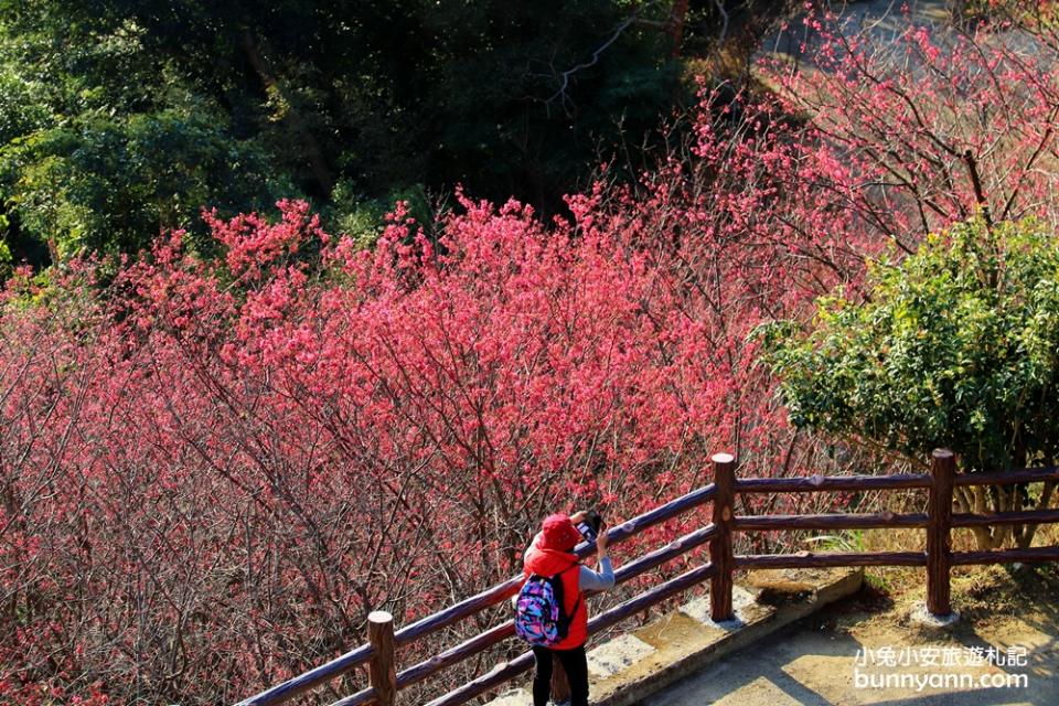 獅潭協雲宮，山林間的紅粉櫻花谷