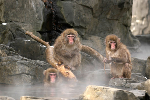 Next to humans, no primate lives as far north as these animals do in Japan. They endure the cold, snowy winters by soaking in natural hot springs, and they take refuge from the summer heat by plunging into cold pools. Also a bit like humans, th