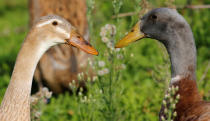 <p>A pair of Indian Runner ducks are seen at a vineyard at the Vergenoegd wine estate near Cape Town, South Africa, May 11, 2016. (REUTERS/Mike Hutchings) </p>