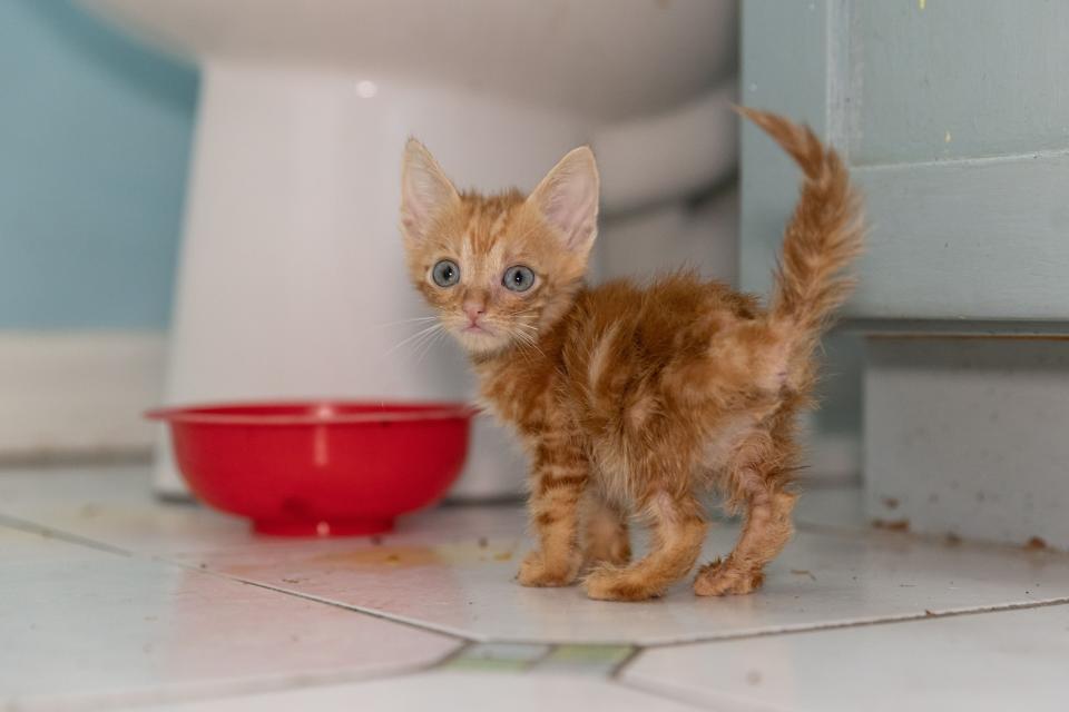 More than 50 dogs and cats “living in filthy conditions” were rescued Wednesday from a property on State Road 121 in Lake Butler, the Union County Sheriff’s Office said. UCSO and the Union County Animal Control requested the ASPCA’s assistance with rescuing the animals, which included newborn kittens.