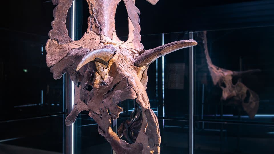 Fossil skull bones of Lokiceratops were reconstructed and put on display at the Museum of Evolution in Maribo, Denmark. - Museum of Evolution