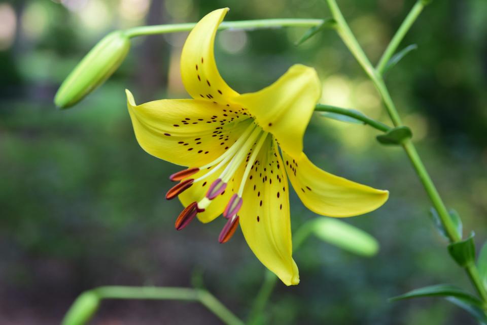 Pictured is a Pearl Jennifer Tiger Lily.