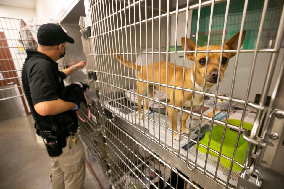 Michael Haider, an animal control officer with Maricopa County Animal Care and Control, cleans a cage, as another dog looks on at the Maricopa County Animal Care and Control Shelter in Phoenix on June 25, 2021. The shelter is at full capacity with over 500 dogs and cats, many of which can be adopted.