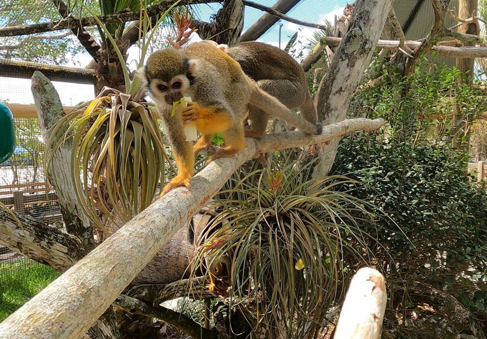 A new, larger habitat for squirrel monkeys opened at Lion Country Safari in March 2023.