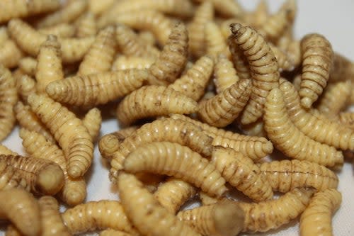 Forensic FX Hyper Realistic Maggots