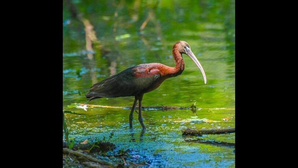 A rare sighting of a glossy ibis occurred April 20 at Cyrpess Wetlands in Port Royal. It was the first sighting of a glossy ibis at the wetlands in 10 years.