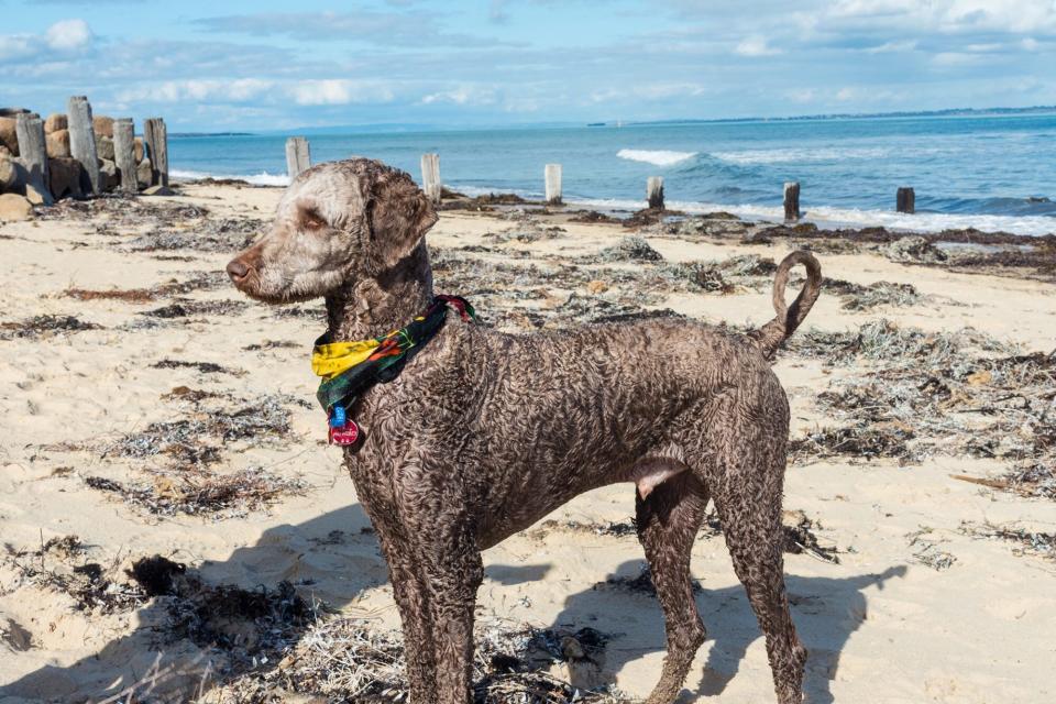 Standard poodle dog on a beach in Melbourne, Australia