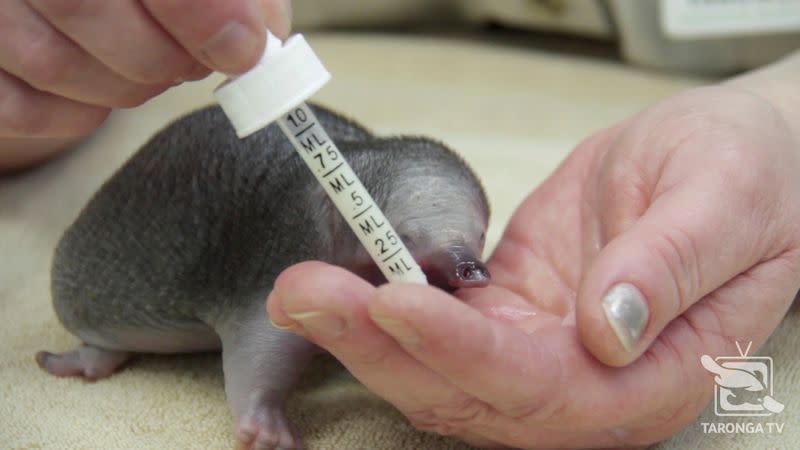 A rescued short-beaked echidna puggle suckles milk from a person's hand at Taronga Wildlife Hospital in Sydney, Australia