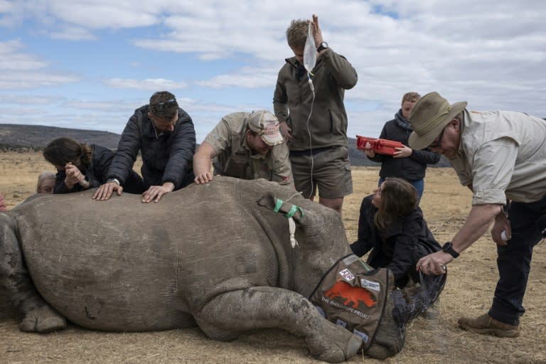 A sedated rhinoceros lies unconscious as professor James Larkin (R) carefully implants radioisotopes into its horn (EMMANUEL CROSET)