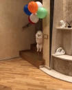 <p>Der Hund von Mihail Tiger ist etwas abgehoben – nämlich weil Herrchen anscheinend Langeweile hatte. Yashka, so der Name des weißen Vierbeiners, wurden mal eben ein paar mit Helium gefüllte Ballons auf den Rücken montiert und schon konnte es los gehen. Aufwärts, bitte! Auf Herrchens Instagram-Account gibt es auch ein Video dazu. Der beschäftigt sich übrigens normalerweise mit Raubkatzen aller Art. (Bild: Instagram/mihail_tiger) </p>