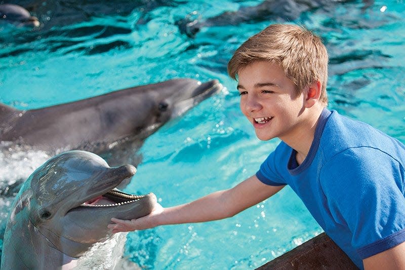 Pet a dolphin at SeaWorld's Dolphin Cove.
Credit: SeaWorld San Antonio