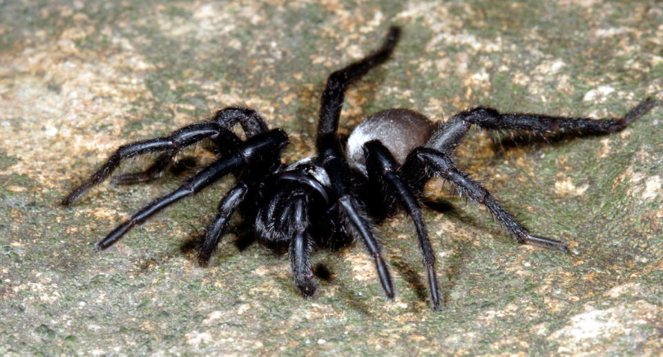 A silverback trapdoor spider. Source: Getty Images (File pic)