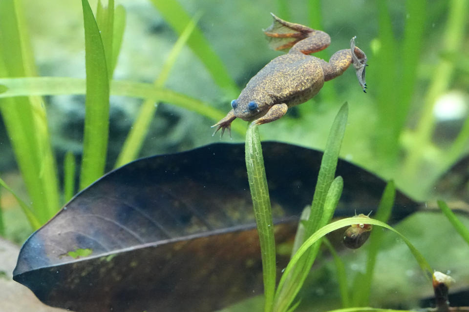 A Lake Oku Clawed Frog at London Zoo's new experience, The Secret Life of Reptiles and Amphibians ahead of its opening to the public on Friday March 29, in London, Monday, March 25, 2024. (AP Photo/Kirsty Wigglesworth)