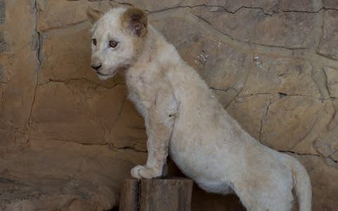 A cub on a South African ranch - Credit: Fergus Thomas