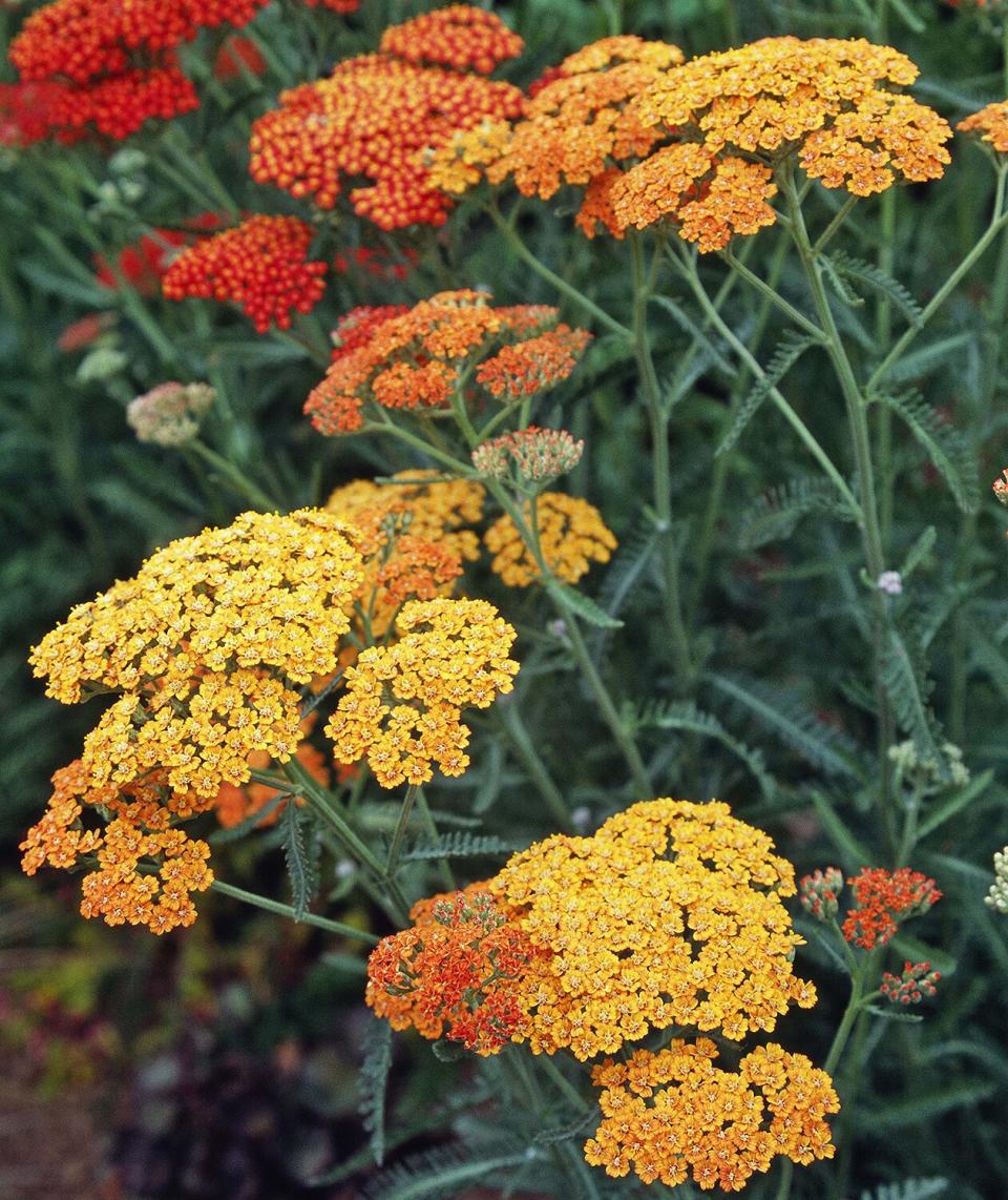 Yarrow (Achillea millefolium)