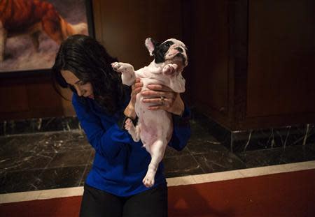 A reporter holds up a French Bulldog puppy at the American Kennel Club (AKC) in New York January 31, 2014. REUTERS/Eric Thayer