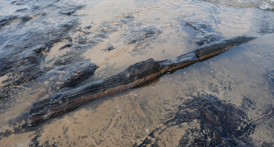 <em>Tree stumps and logs that date back to the late Mesolithic period are visible on the shore (Getty)</em>