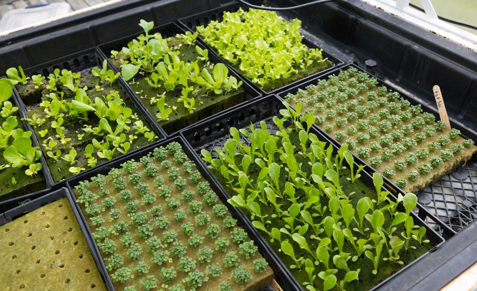 Some plants being grown at Beyond Organic Growers in Howell run by Matthew Reid. Reid and his father David are among a large group of farmers who are battling Howell officials over what kinds of public events they can hold on their farms.