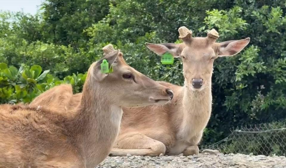 墾丁國家公園近年保育有成，梅花鹿數量增多。（圖／中天新聞）