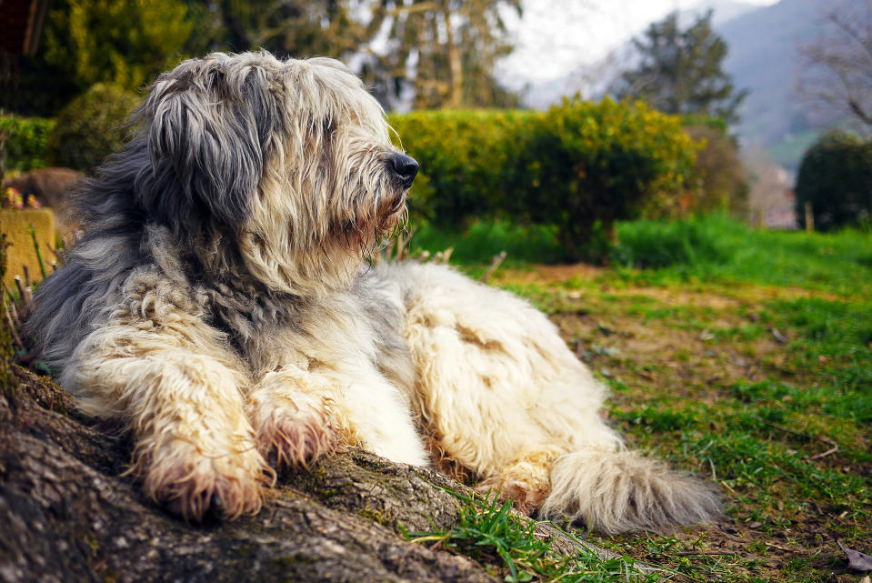 Bergamasco Sheepdog