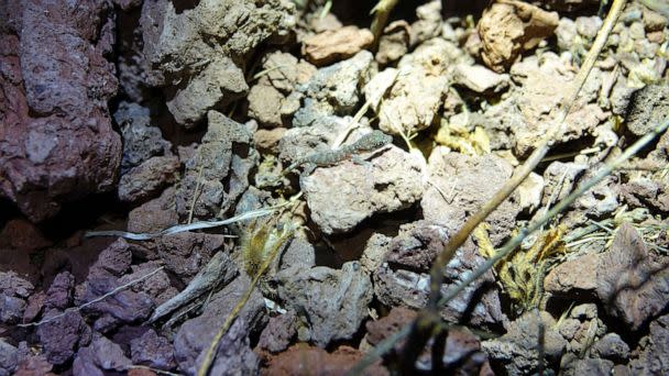 PHOTO: A healthy population of geckos, known only from subfossil records dating back more than five thousand years, have recolonized Rabida Island. (Island Conservation)