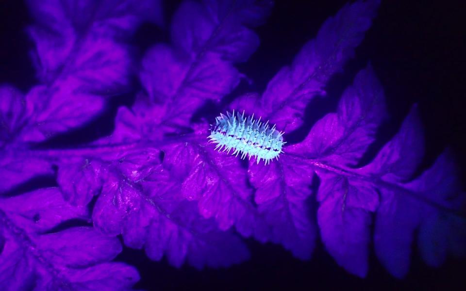 The glowing woodlouse is unique to St Helena