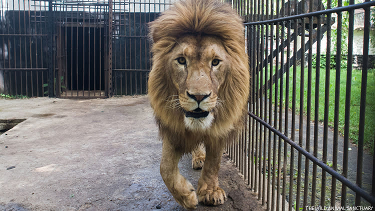 Lions Rescued From Ukraine Find New Home in U.S.