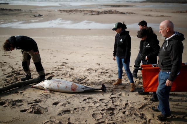 FRANCE-DOLPHINS/