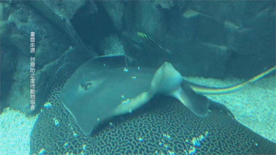 這個水族館被動保團體盯上  設計不良？魟魚背出血、海豹池狹小