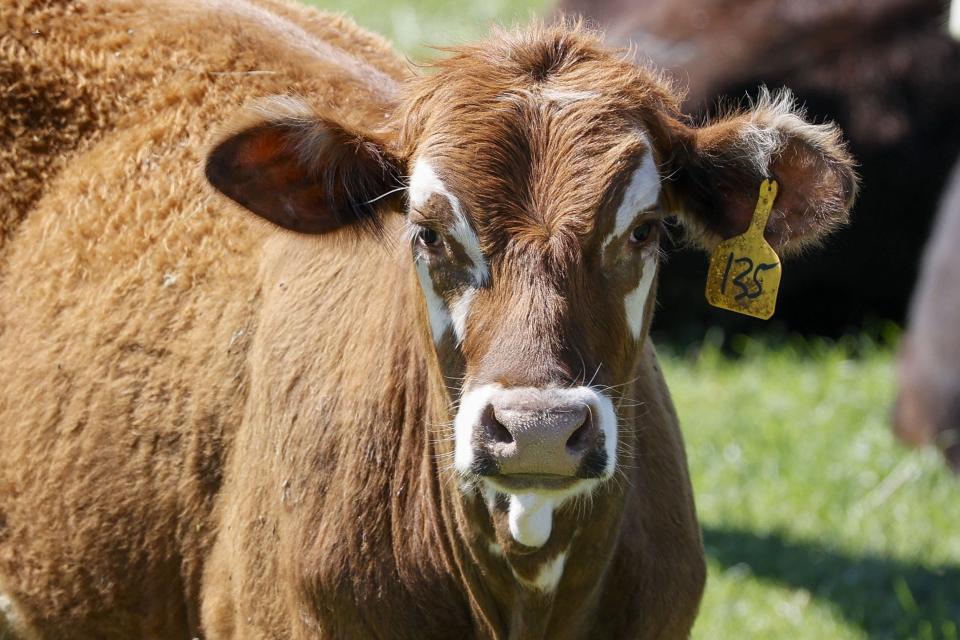 A cow approaches the fence at a cattle farm in Austin, Texas