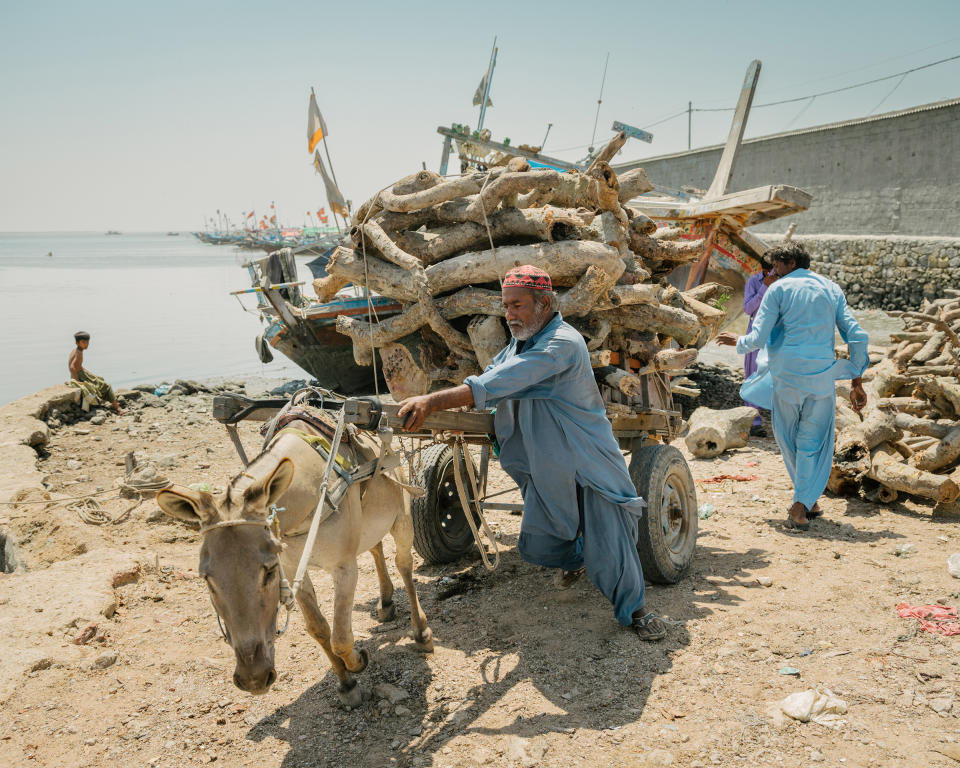 Mangrove wood, cut from Bundal Island, is loaded onto a donkey cart in Ibrahim Hyderi, on the outskirts of Karachi. The timber will likely be sold for use as fuel or as construction materials in poor areas of the city<span class="copyright">Matthieu Paley for TIME</span>