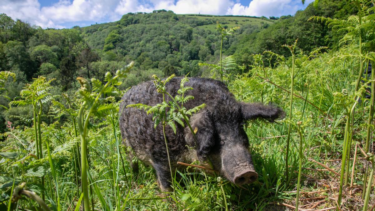 Hairy hogs and Longhorn cattle act as ‘living lawnmowers’ to help rare ...