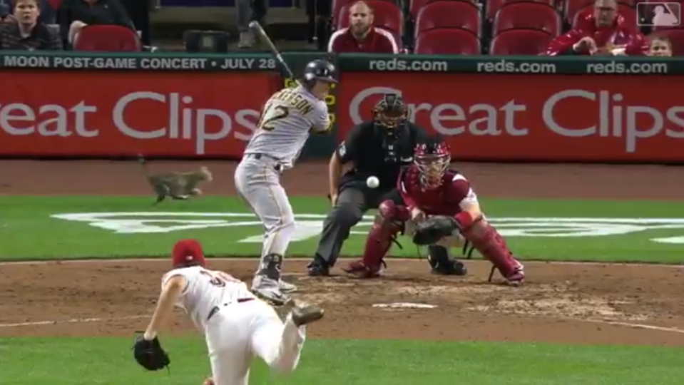 A cat jumped onto the field at the Great American Ballpark in the middle of the Reds game against the Pirates on Friday night. (Twitter/Cut4)